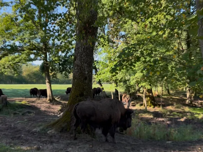 Bisons grasen auf einer Wiese unter alten Bäumen