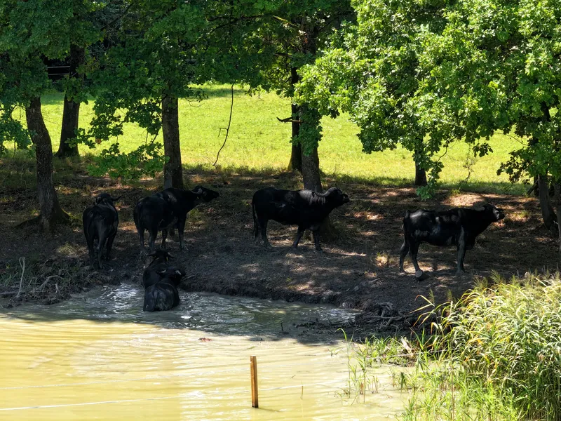 Wasserbüffel stehen im Schatten der Bäume am Ufer