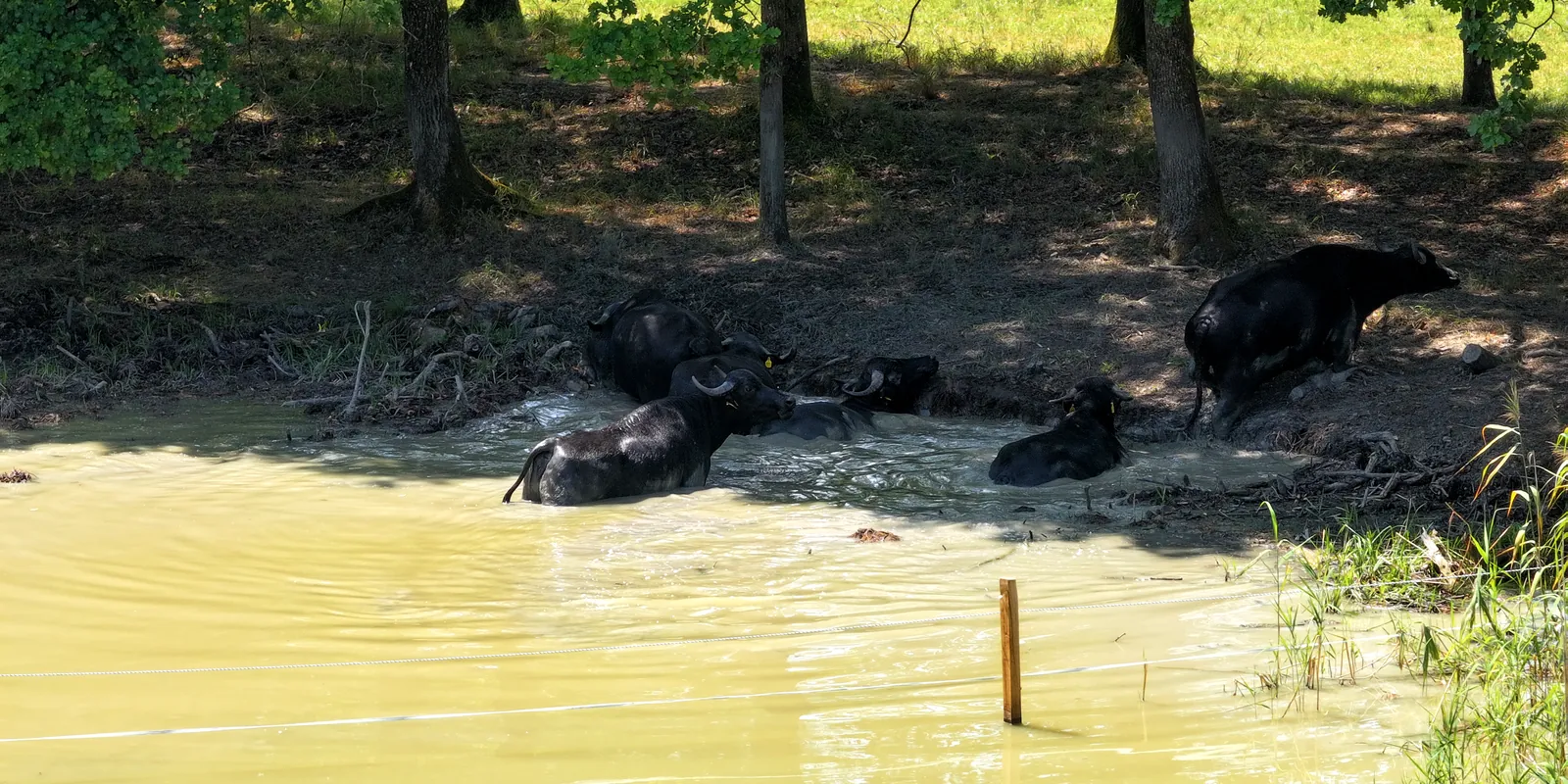 Wasserbüffel kühlen sich im Weiher unter schattigen Bäumen