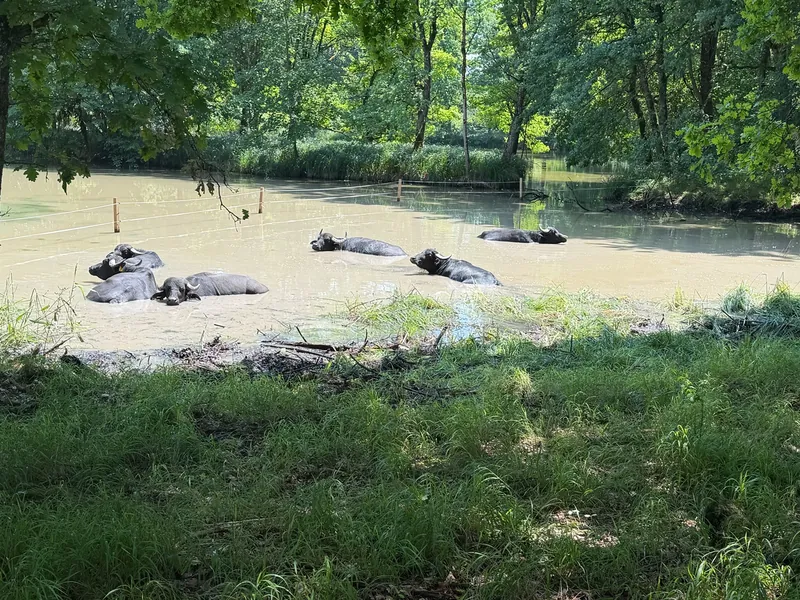 Wasserbüffel liegen in einem flachen Weiher