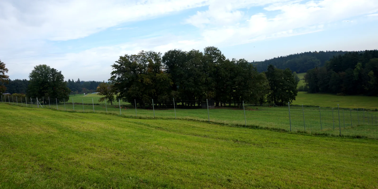 Weite Wiese mit Bäumen im Rotwildgehege bei Bad Aibling